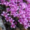 Purple Saxifrage